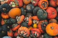 Worst vegetable for weight loss via winter squash ( Image sourced via Pexels / Photo by danylenko)